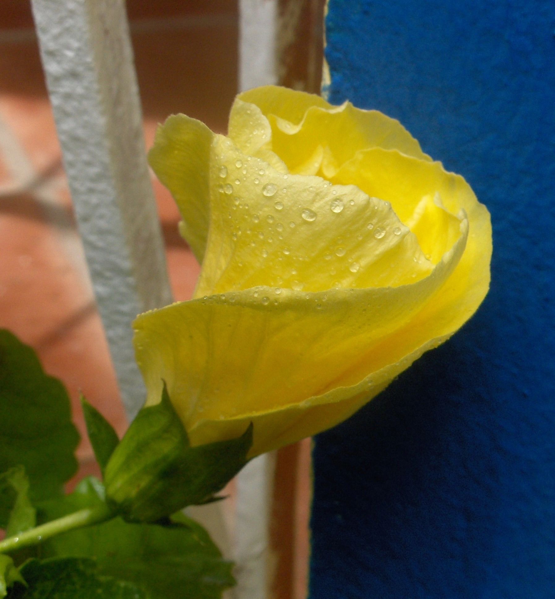 yellow_hibiscus.jpg