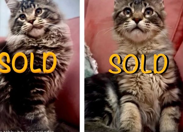 Two adorable tabby kittens sold with memorial and birthday notes.