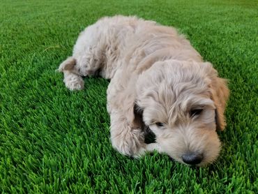 Curly-haired puppy resting on vibrant green grass.