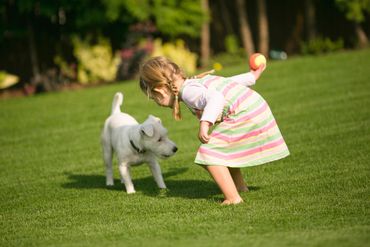 A little girl playing fetch with her white dog on the grass.
