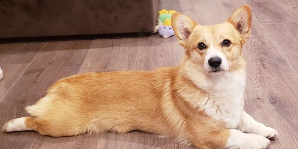 A tan and white corgi lying on a wooden floor indoors.