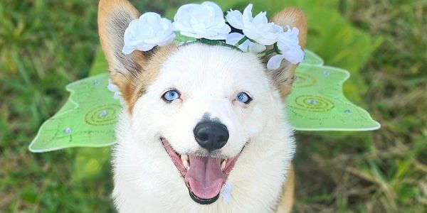Happy dog wearing a white flower crown and green fairy wings.