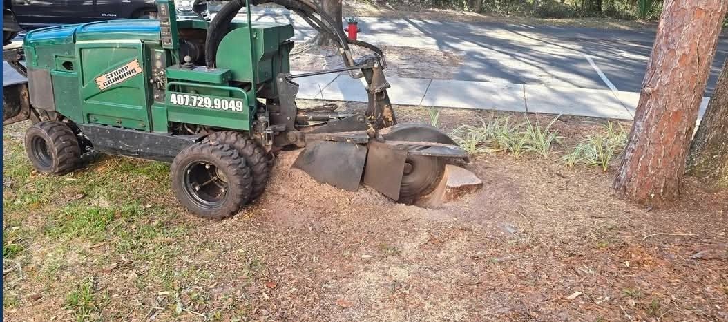 Vermeer stump grinder removing a large tree stump in Deltona, Florida. Professional stump grinding b