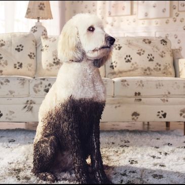 Dog trained and handled for commercial pet brand production and advertising content.