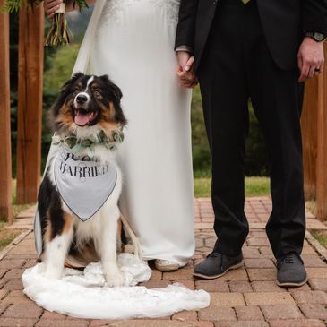 Professional dog handling for weddings, events, and special occasions.