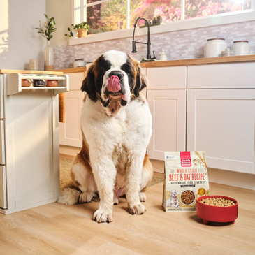 Collaborations with pet brands and local businesses for marketing and promotional campaigns.