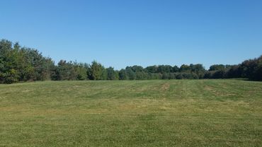 Open grassy field under clear blue sky with trees in the background.