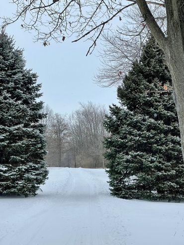 Snow-covered path between evergreen trees on a winter day.