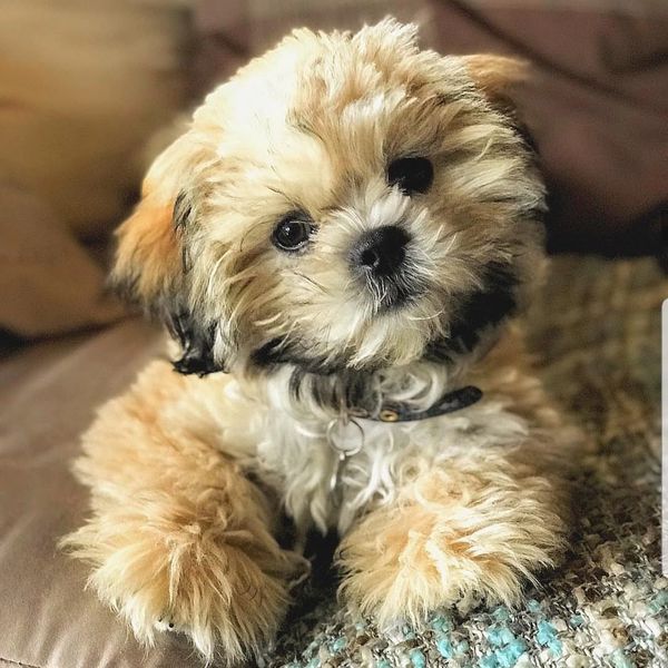 Shichon, Teddybear puppy, Timbercreekpuppies for sale, Shihtzu mix puppies, bichon frise mixes pups