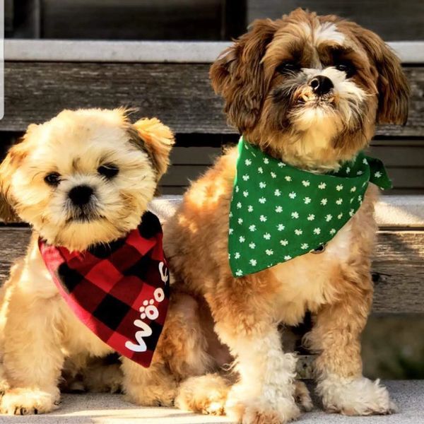 Shichon, puppy for sale, dog breeder, Iowa breeder Maltipoo puppies, puppy for sale, shihpoo puppy