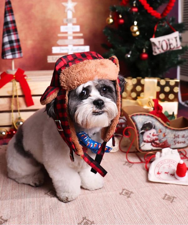 Malshi puppy, iowa breeder, puppy breeder, Teddybear puppies, Shichon Puppies, Maltipoo puppies