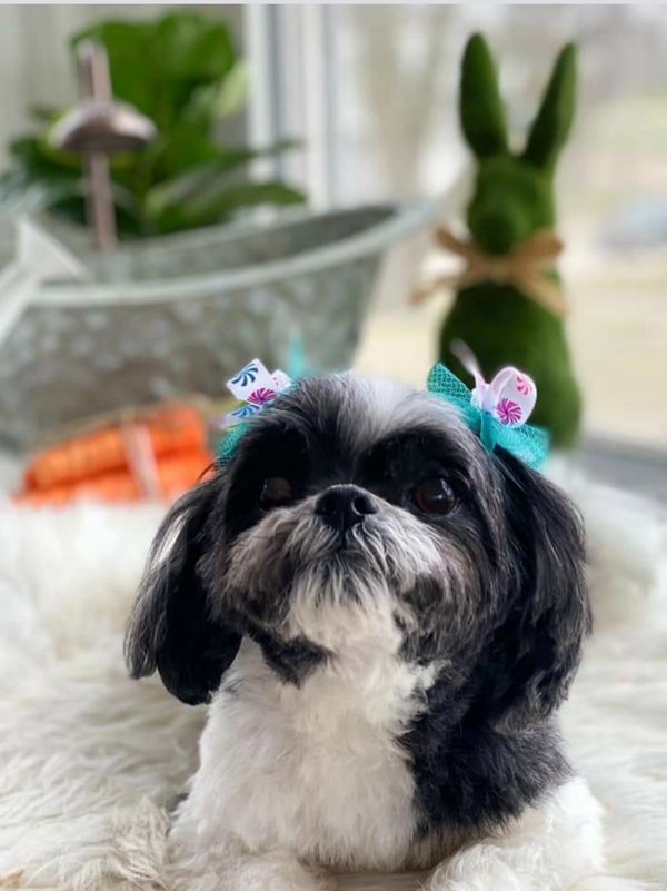 Shichon breeder, puppy for sale, puppy sale, Maltipoo breeder, Shihpoo breeder, Teddybear breeder,