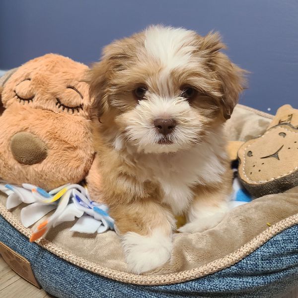 Shichon breeder, puppy for sale, puppy sale, Maltipoo breeder, Shihpoo breeder, Teddybear breeder,