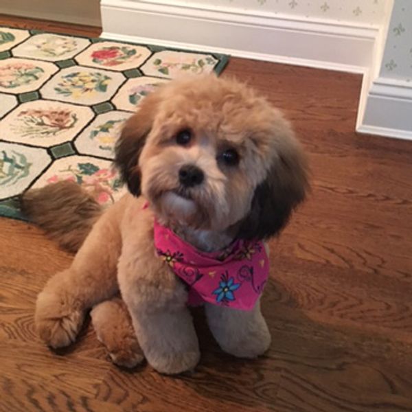 Shichon, Teddybear puppy, Timbercreekpuppies for sale, Shihtzu mix puppies, bichon frise mixes pups