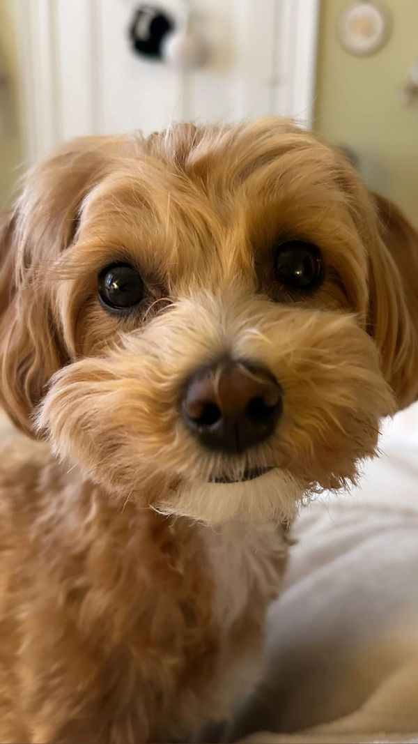 Maltipoo puppy in basket,  Maltipoo Puppy, maltese poodle puppy, poodle maltese, maltese mix puppy