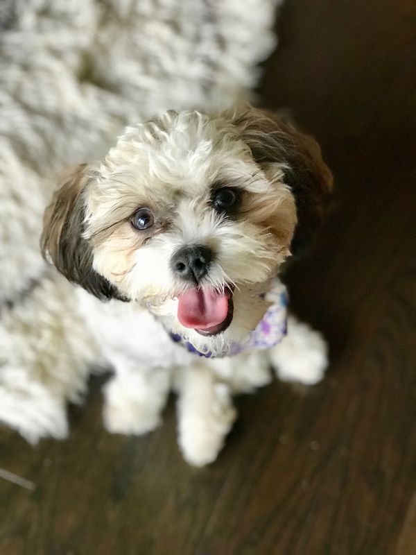 Shichon puppy, puppy for sale, puppies for sale, Maltipoo puppies, Malshi, TeddyBear Shihpoo puppy