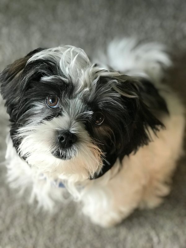 Shichon, Teddybear puppy, Timbercreekpuppies for sale, Shihtzu mix puppies, bichon frise mixes pups
