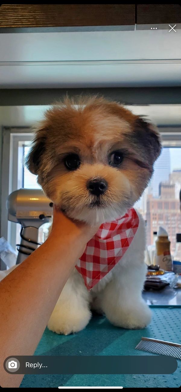 A Shichon puppy for sale getting ready for a photo.  A timbercreekpuppies, Shichon puppy for sale.