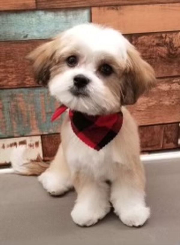 A maltipoo puppy playing outside.  Adorable Timbercreekpuppies available puppy. Available puppy