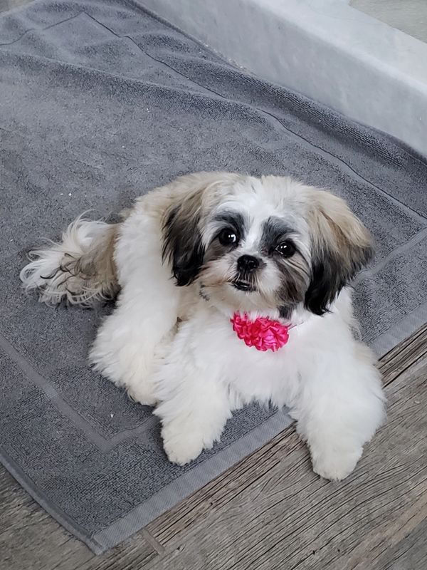 A Shichon puppy relaxing.  Adorable Timbercreekpuppies Shichon puppy. Available puppy