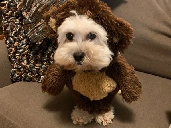 Shichon, Teddybear puppy, Timbercreekpuppies for sale, Shihtzu mix puppies, bichon frise mixes pups