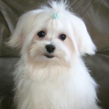 maltipoo puppy for sale, poodle maltese puppy, maltipoo breeder, maltipoo puppies for sale.