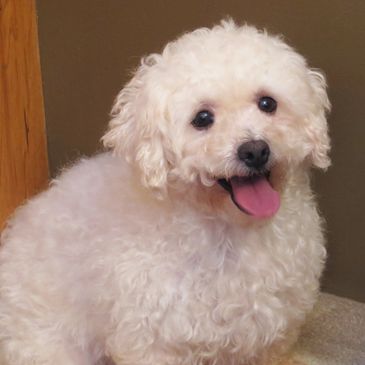 Shichon puppy, puppy, pups, puppies for sale,Teddybear puppies, Zuchon, Shichon TimberCreek Puppies