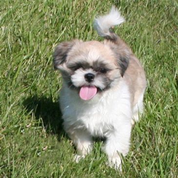 Shichon puppy, puppy, pups, puppies for sale,Teddybear puppies, Zuchon, Shichon TimberCreek Puppies