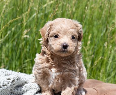 maltipoo puppy for sale, poodle maltese puppy, maltipoo breeder, maltipoo puppies for sale.