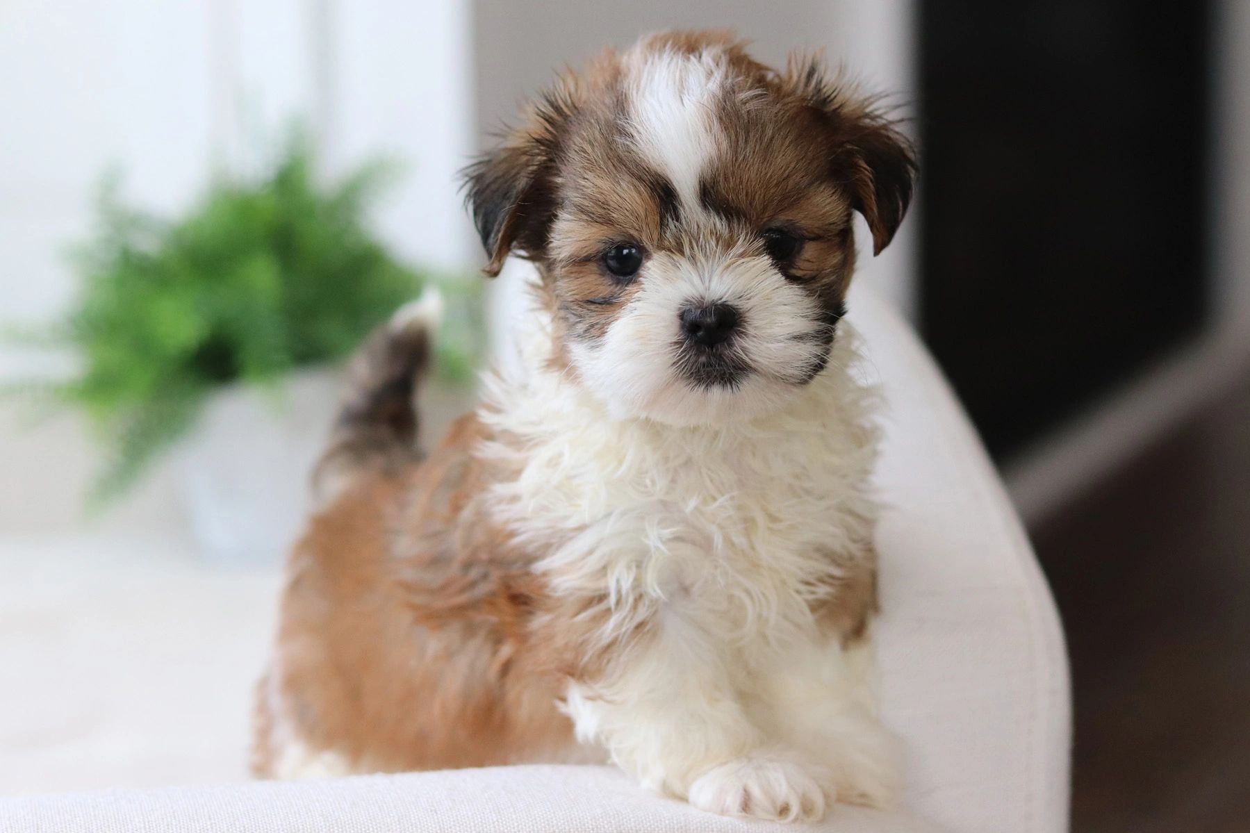 Shichon puppies for sale, shihtzu bichon puppies, Teddybear puppies for sale, shichon breeder, Puppy