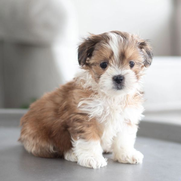 maltese, shihtzu breed, malshi puppy, shimal puppy, puppies for sale, 9-week-old puppy for sale