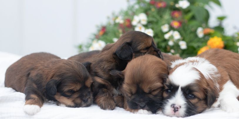 Puppy laying on blanket, Shichon Puppies, Shihtzu Bichon Mix Puppies, Zuchon or "Teddybear"