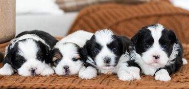 Shichon puppies for sale, shihtzu mix, bichon mix, shichon puppies for sale near me, newborn pups