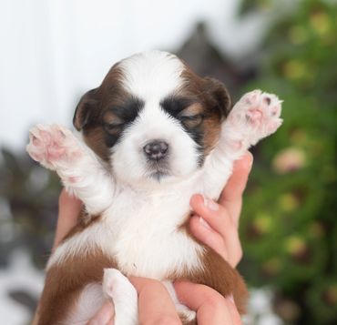 Shichon puppies by flowers,shihtzu bichon puppies, shichon breeder near me, shihtzu mix, bichon mix