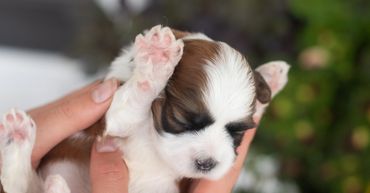 Shichon puppies by flowers,shihtzu bichon puppies, shichon breeder near me, shihtzu mix, bichon mix