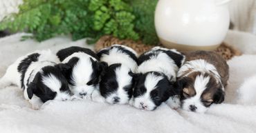 Shichon puppies for sale, shihtzu mix, bichon mix, shichon puppies for sale near me, newborn pups