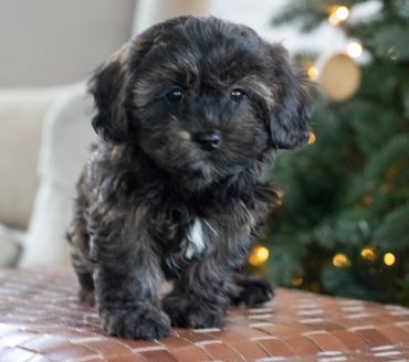 Shichon puppies for sale, shihtzu mix, bichon mix, shichon puppies for sale near me, newborn pups
