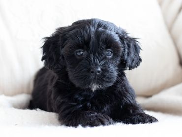Shichon puppies for sale, shihtzu mix, bichon mix, shichon puppies for sale near me, newborn pups
