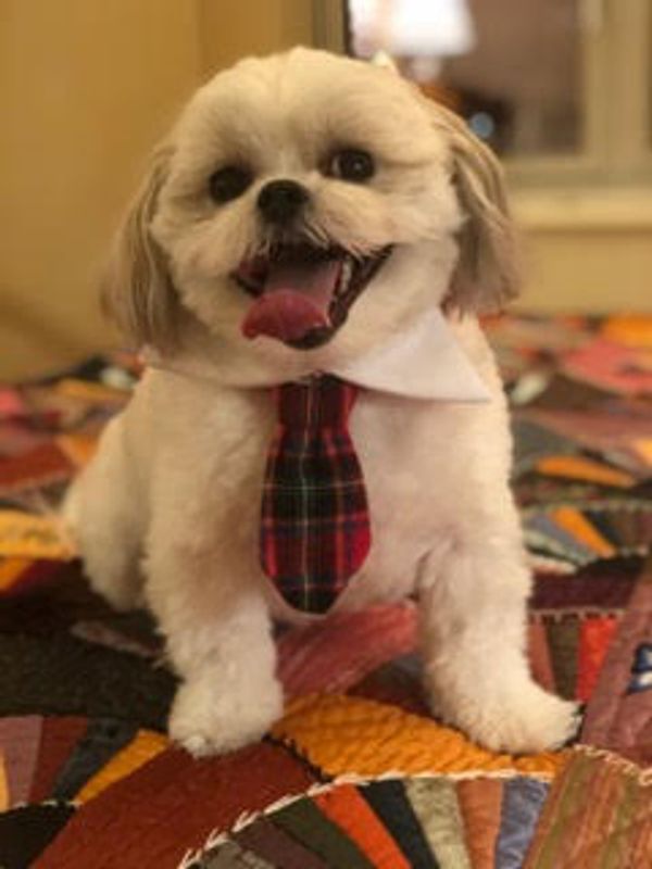 Shichon puppy, puppy for sale, puppies for sale, Maltipoo puppies, Malshi, TeddyBear Shihpoo puppy