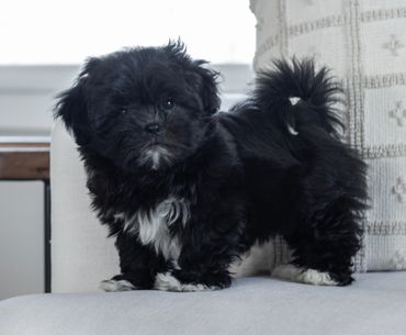 Shichon puppies for sale, shihtzu mix, bichon mix, shichon puppies for sale near me, newborn pups
