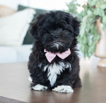 Shichon puppies for sale, shihtzu mix, bichon mix, shichon puppies for sale near me, newborn pups