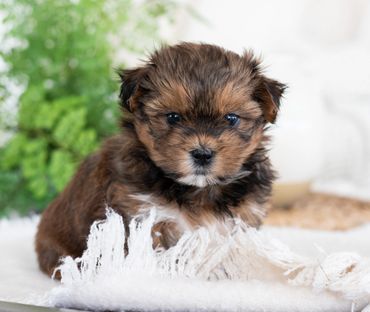 Shichon puppies for sale, shihtzu mix, bichon mix, shichon puppies for sale near me, newborn pups