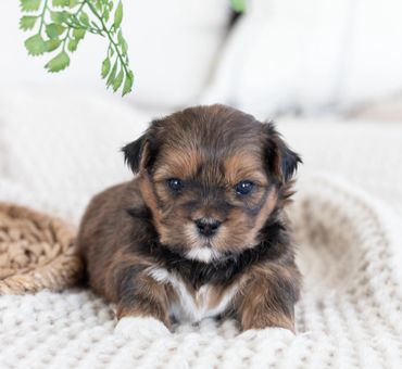 Shichon puppies for sale, shihtzu mix, bichon mix, shichon puppies for sale near me, newborn pups