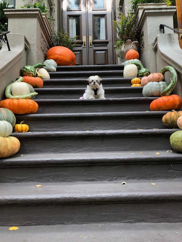 Shichon, Teddybear puppy, Timbercreekpuppies for sale, Shihtzu mix puppies, bichon frise mixes pups