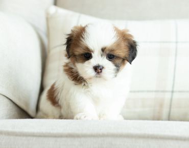 Shihtzu Bichon puppies, Shihtzu mix puppies, Bichon mix puppies, Timbercreek Shichon puppies,