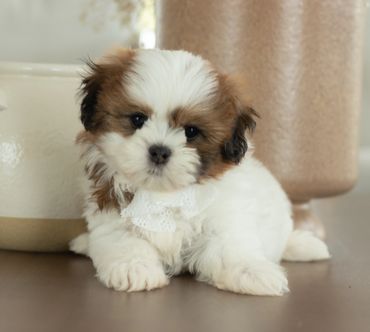 Shihtzu Bichon puppies, Shihtzu mix puppies, Bichon mix puppies, Timbercreek Shichon puppies,