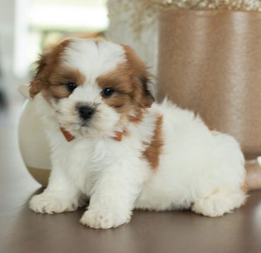 Shihtzu Bichon puppies, Shihtzu mix puppies, Bichon mix puppies, Timbercreek Shichon puppies,