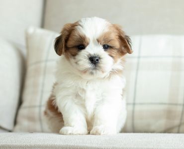Shihtzu Bichon puppies, Shihtzu mix puppies, Bichon mix puppies, Timbercreek Shichon puppies,