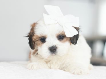 Shichon puppies for sale, shihtzu bichon puppies, Teddybear puppies for sale, shichon breeder, Puppy