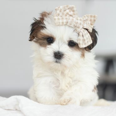 Shichon puppies for sale, shihtzu bichon puppies, Teddybear puppies for sale, shichon breeder, Puppy